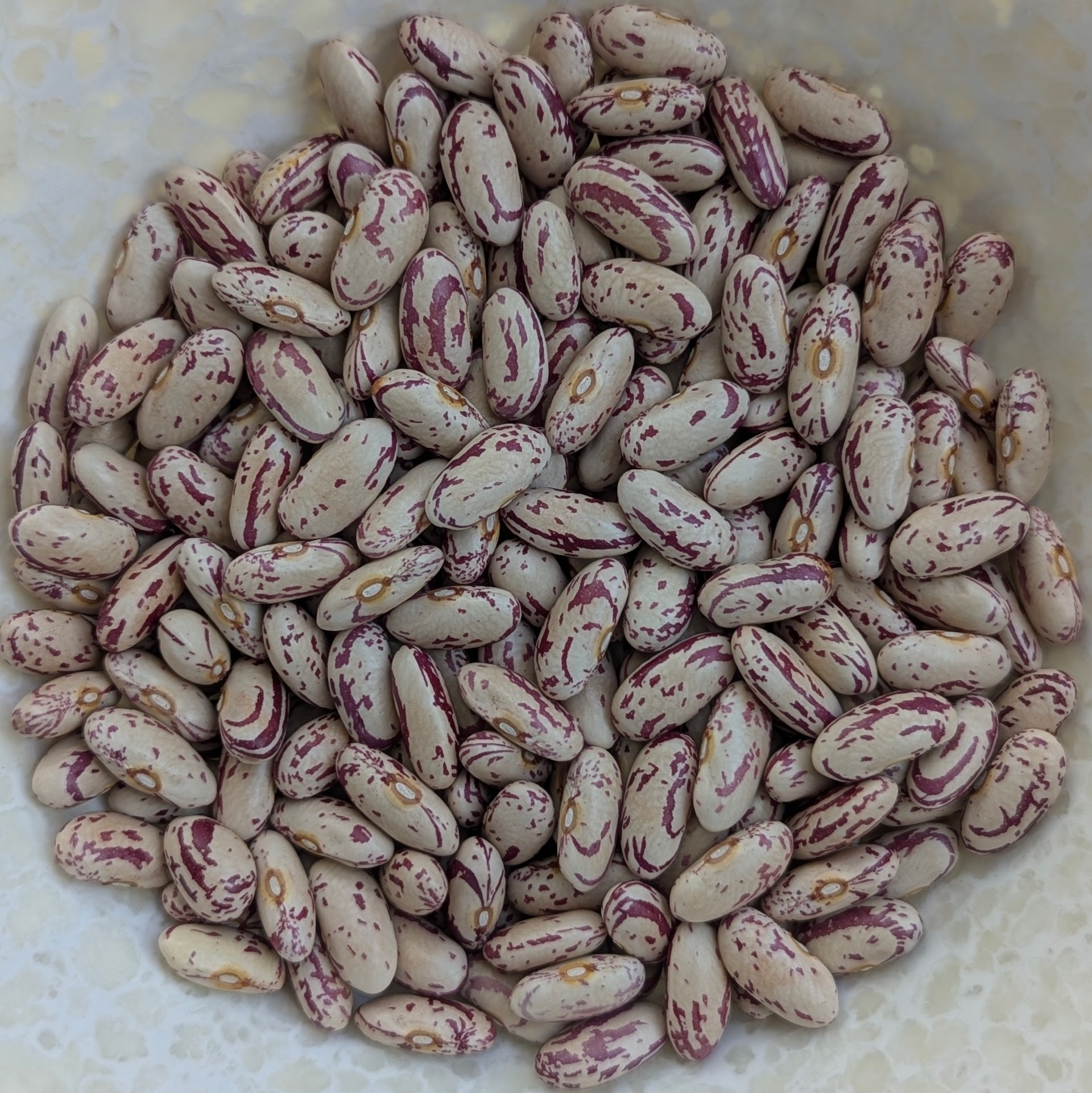 Light Speckled Kidney Bean (Mioftu)